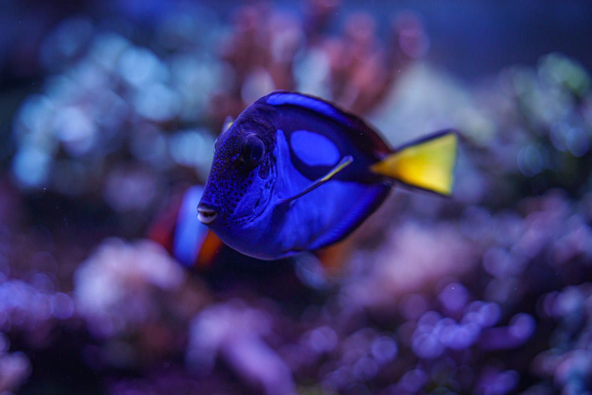 Bild Blauer Fisch