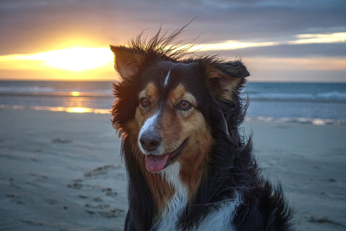 Bild Hund Emmy