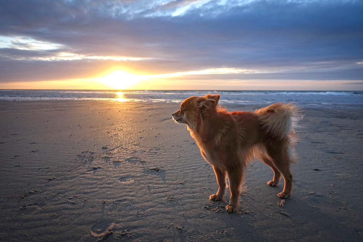 Bild Hund Fuchs