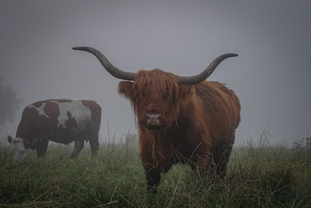 Bild Galloway Rind