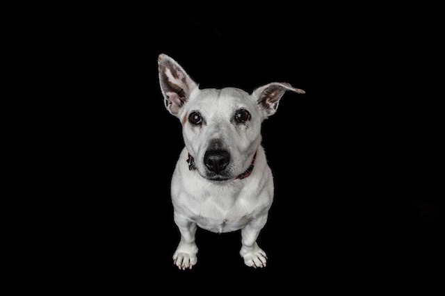 Bild Hund Luna