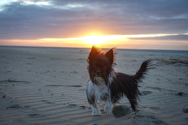Bild Hund Mona