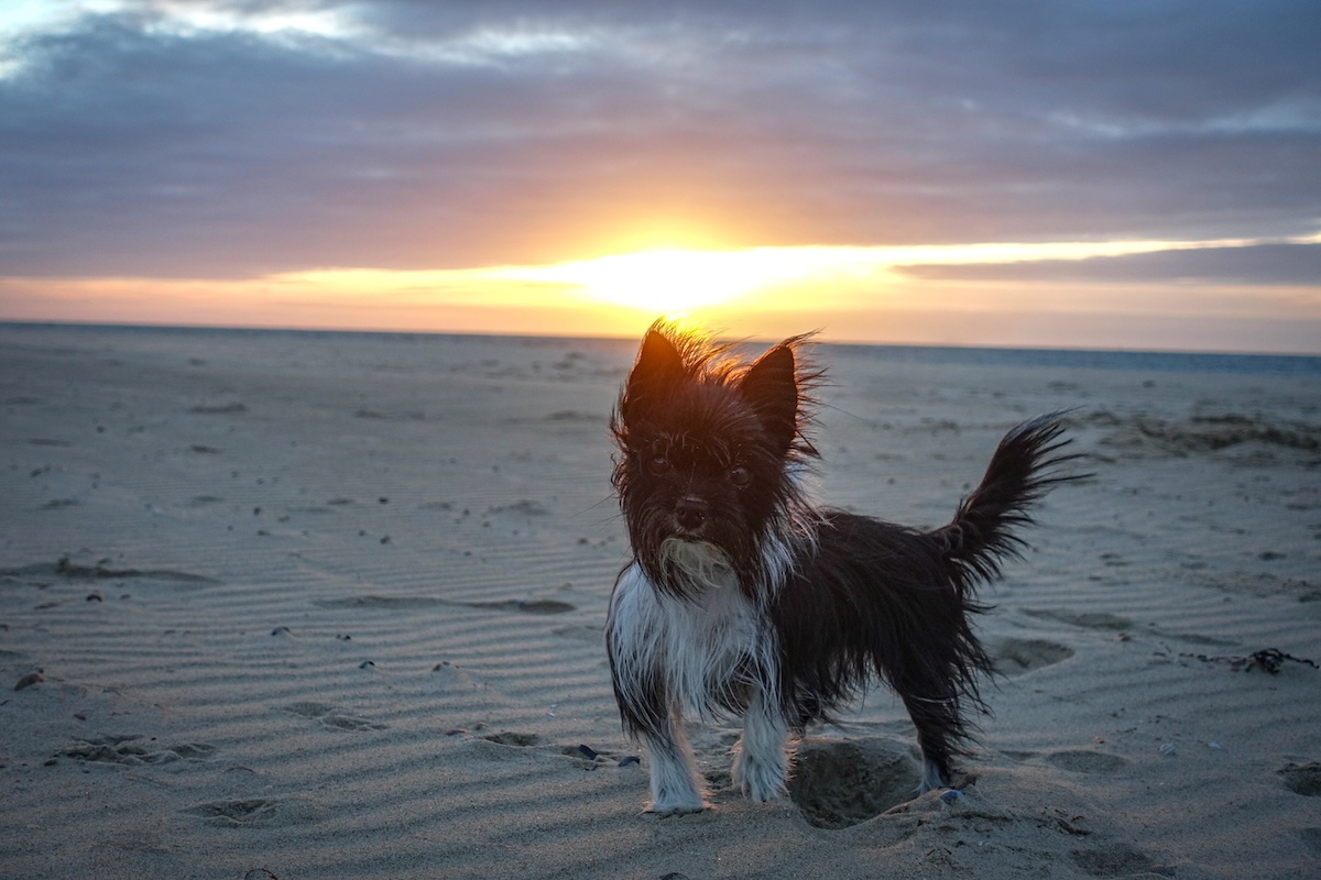 Bild Hund Mona