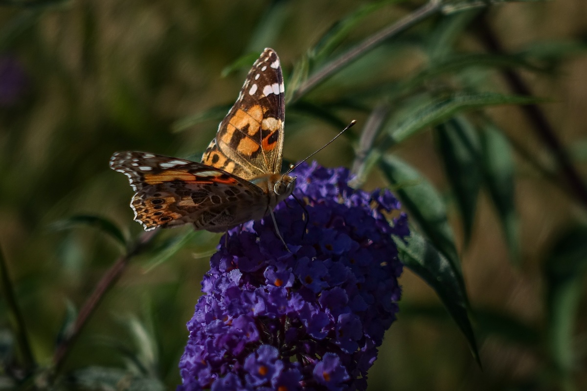 Bild Schmetterling Makrofoto