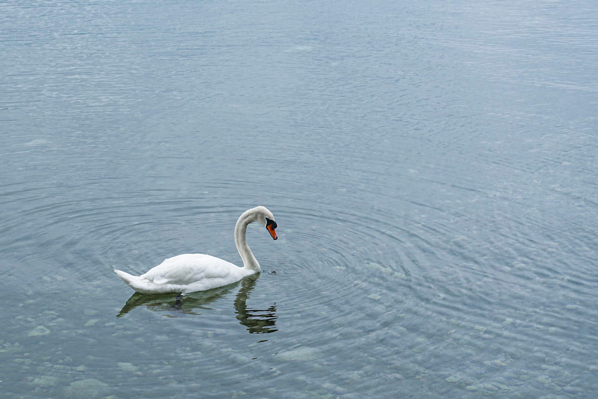 Bild Schwan Bodensee