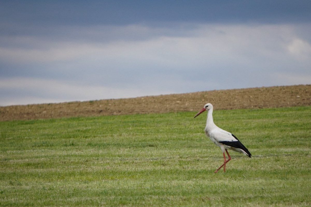 Bild Storch